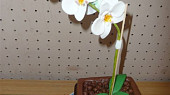Orchidej