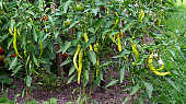 Salát z čerstvých kozích rohů