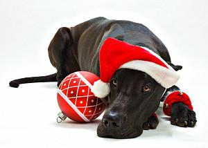 225782_dog_niemiecki_swiateczne.jpg