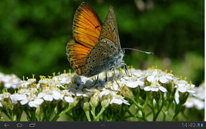 6-motyl-na-rebricku.jpg