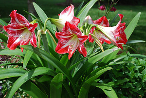 amarilka-cervene-kvety-zelene-listy-250984.jpg