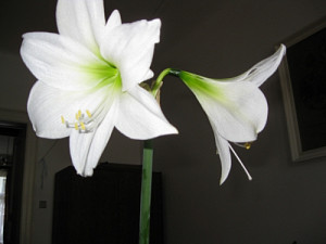 amaryllis_001_1737440479.jpg