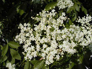bez_p0020522-111.jpg