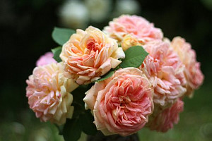 birthday-bouquet-1892641__340.jpg