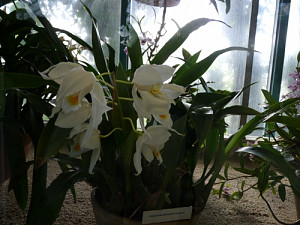 botanicka_v_lbc_1.3.2011_152.jpg
