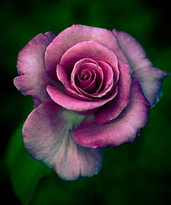 c__data_users_defapps_windows_phone_appdata_internetexplorer_temp_saved_images_ead2ddf30705195ac4bf898fd09ecd13.jpg