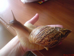 dsc00049_1111046565.jpg