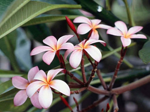 frangipani_flowers.jpg