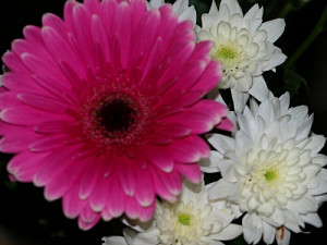 gerbera_855231654.jpg