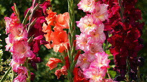 gladioly-farebne-kvety-246975.jpg
