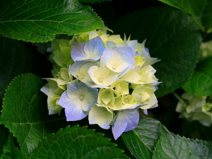 hydrangeas_943388413.jpg