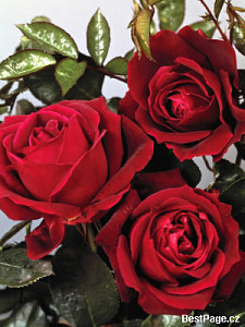 img_bestpage5275.jpg