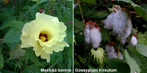 mexicka-bavlna-gossypium-hirsutum1.jpg