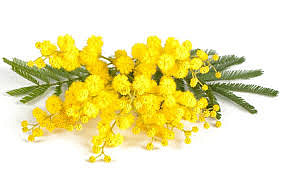 mimosa1.jpg