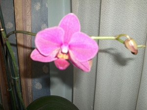 moje_orchidej_001_1930839418.jpg