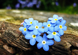 nezabudky-modre-kvety-srdiecko-kora-stromu-245442.jpg