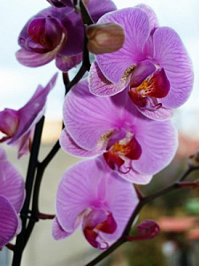 orchi_1059579790.jpg