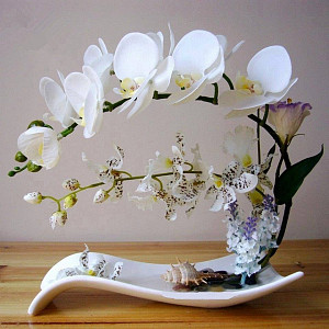 orchidej_547477924.jpg