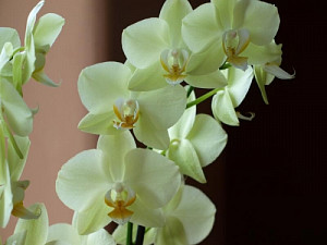 orchidej_926741313.jpg