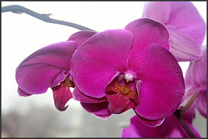orchidej_fialka_789089116.jpg