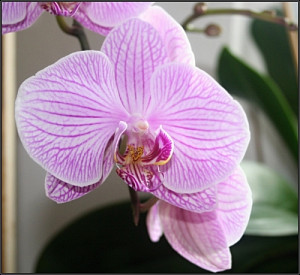 orchidej_lila_495022588.jpg