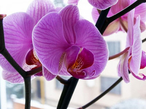 orchidet_1134608472.jpg