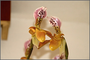 orichideje_krasna_558368147.jpg