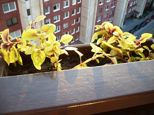 p1130653.jpg
