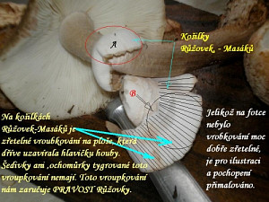 p8160007.jpg