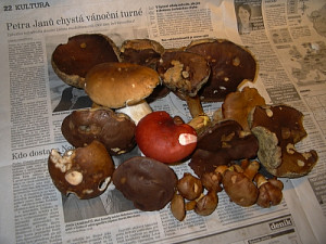 posledni_houby_08_009.jpg