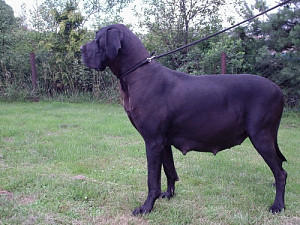 stenata_vrh_c_003.jpg