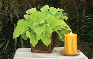 sweet-potato-plant.jpg