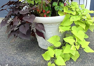 sweet-potato-vine-plant.jpg