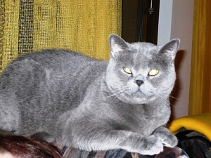 tejko.jpg