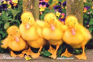 velikonoce.jpga.jpg