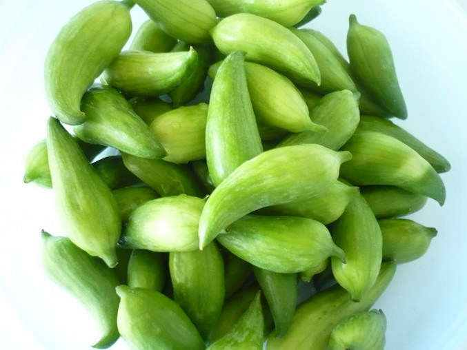 Nakladana Acokca