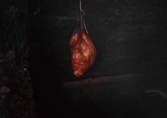 Koleno sous vide z udírny